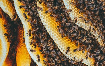 The Honey Bee Population