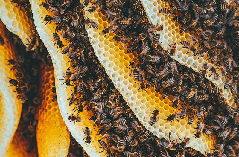 Honey Bee Population Cover