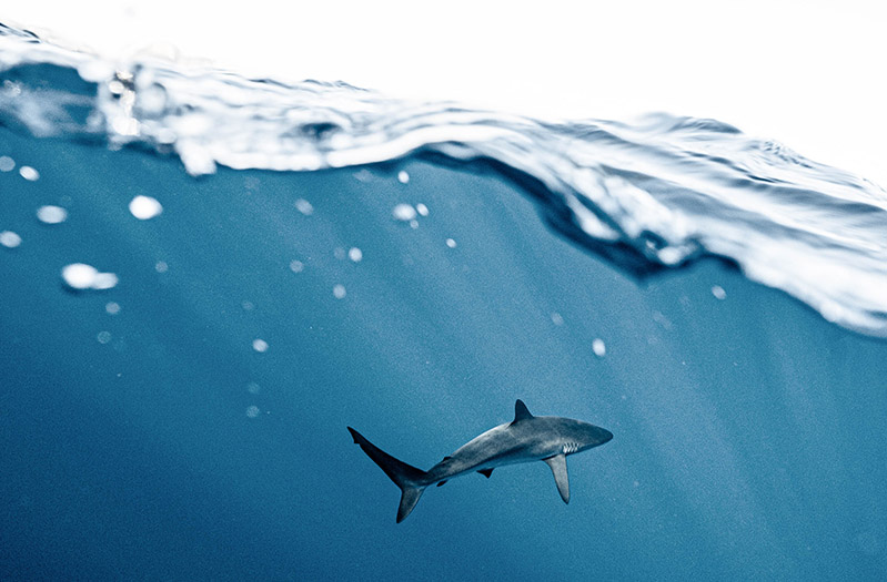 Shark